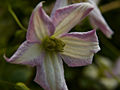 Clematis viticella Little Nell IMG_4439 Powojnik